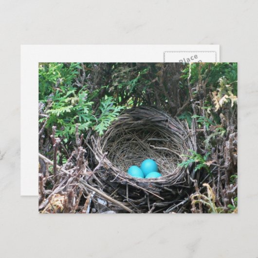 Robin Eggs in Nest Briefkaart (Voorkant / Achterkant)