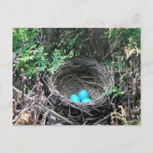 Robin Eggs in Nest Briefkaart