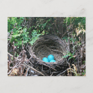 Robin Eggs in Nest Briefkaart