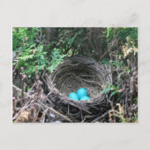 Robin Eggs in Nest Briefkaart (Voorkant)