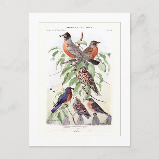 Robin en Bluebird Briefkaart (Voorkant)