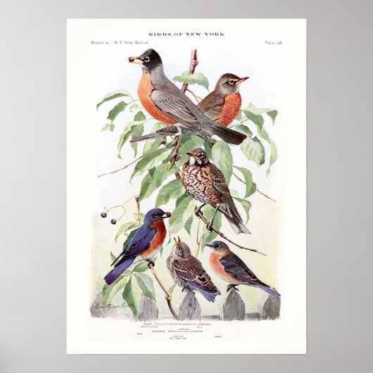 Robin en Bluebird Poster (Voorkant)