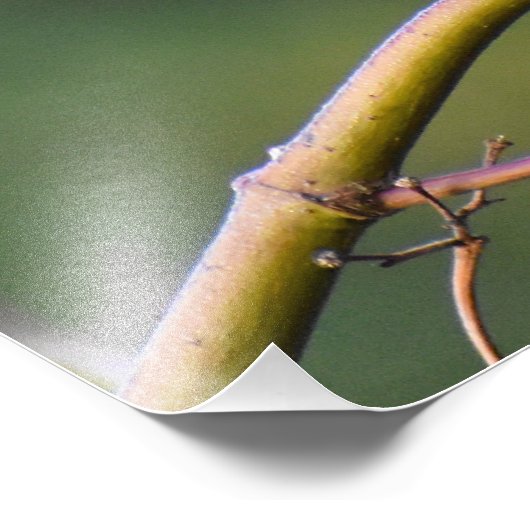 Robin Foto Afdruk (Hoek)