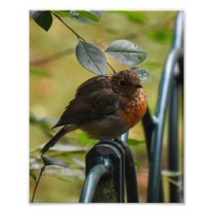 Robin Foto Afdruk