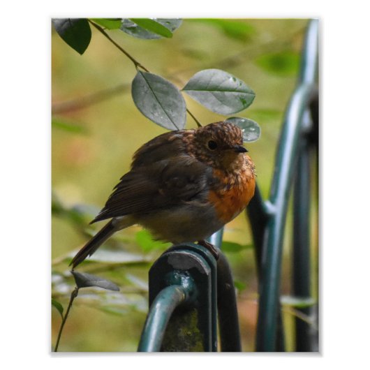 Robin Foto Afdruk (Voorkant)