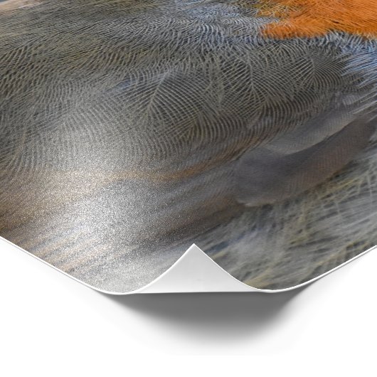 Robin Foto Afdruk (Hoek)