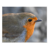 Robin Foto Afdruk (Voorkant)