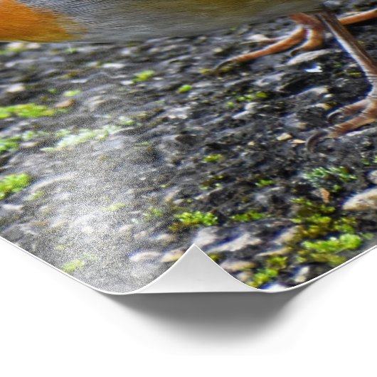 Robin Foto Afdruk (Hoek)