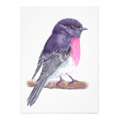 Robin Foto Afdruk (Voorkant)