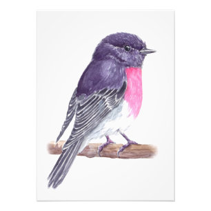 Robin Foto Afdruk