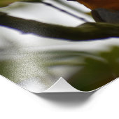 Robin Foto Afdruk (Hoek)