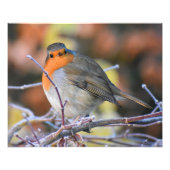 Robin Foto Afdruk (Voorkant)