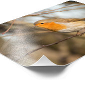 Robin Foto Afdruk (Hoek)