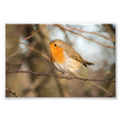 Robin Foto Afdruk (Voorkant)