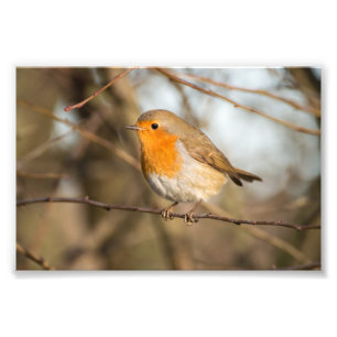 Robin Foto Afdruk