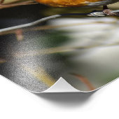 Robin Foto Afdruk (Hoek)