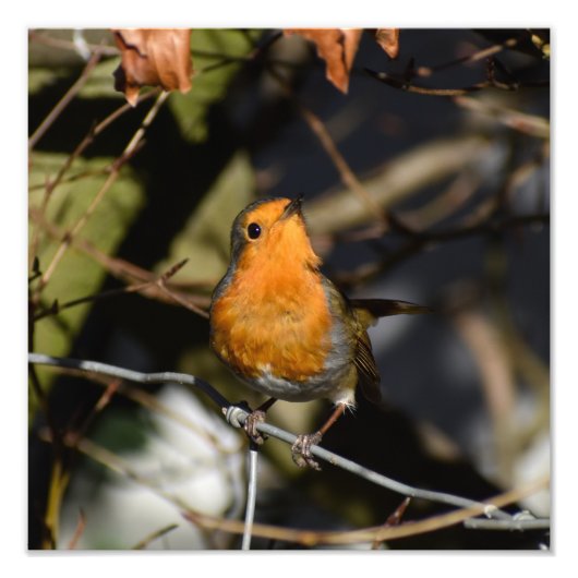 Robin Foto Afdruk (Voorkant)