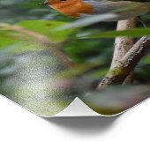 Robin Foto Afdruk (Hoek)