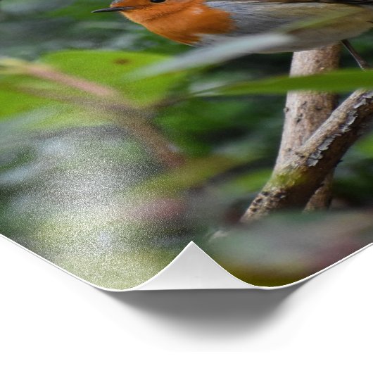 Robin Foto Afdruk (Hoek)