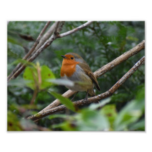 Robin Foto Afdruk