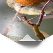 Robin Foto Afdruk (Hoek)