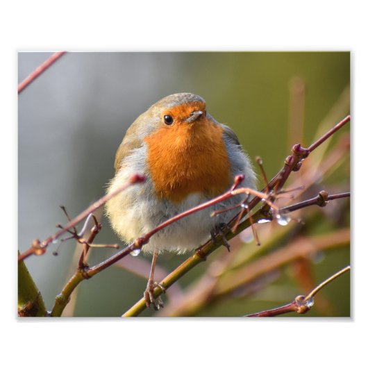 Robin Foto Afdruk (Voorkant)