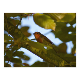 Robin Foto Afdruk