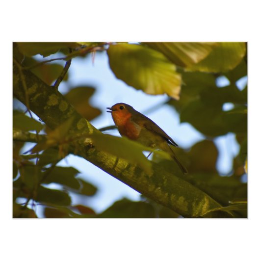 Robin Foto Afdruk (Voorkant)