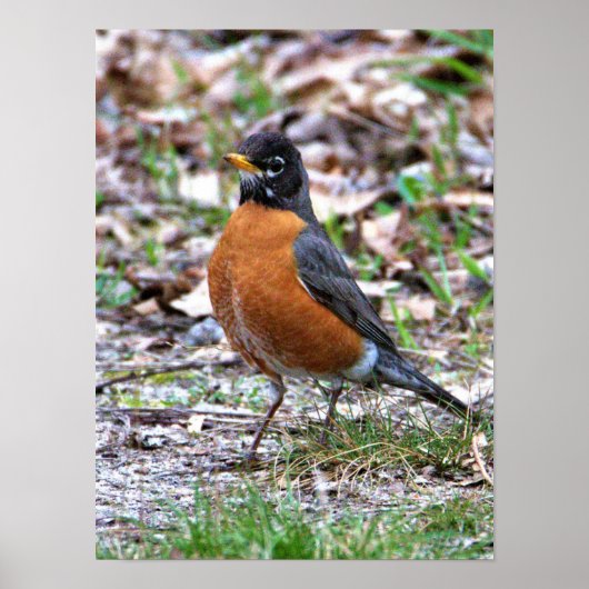 Robin Foto Poster (Voorkant)