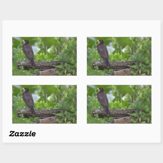 Robin Foto Stickers (Vel)