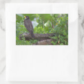 Robin Foto Stickers (Tas)