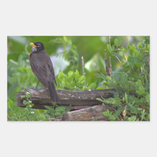 Robin Foto Stickers (Voorkant)