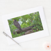 Robin Foto Stickers (Envelop)