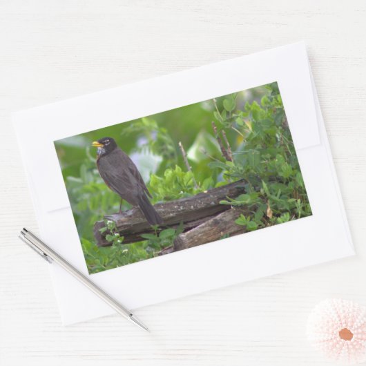 Robin Foto Stickers (Envelop)