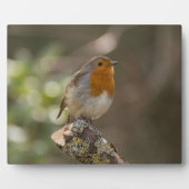 Robin Fotoplaat (Voorkant)