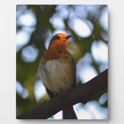 Robin Fotoplaat (Voorkant)