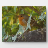 Robin Fotoplaat (Voorkant)