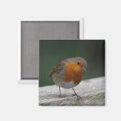 Robin Fridge Magnet (Voorkant / Achterkant)