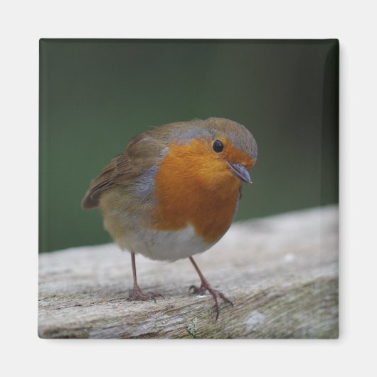Robin Fridge Magnet (Voorkant)