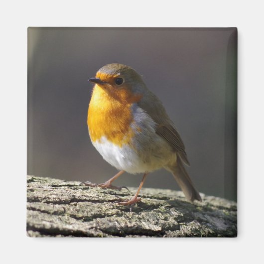 Robin Fridge Magnet (Voorkant)