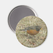 Robin Harbinger van Spring Magnet (Voorkant / Achterkant)