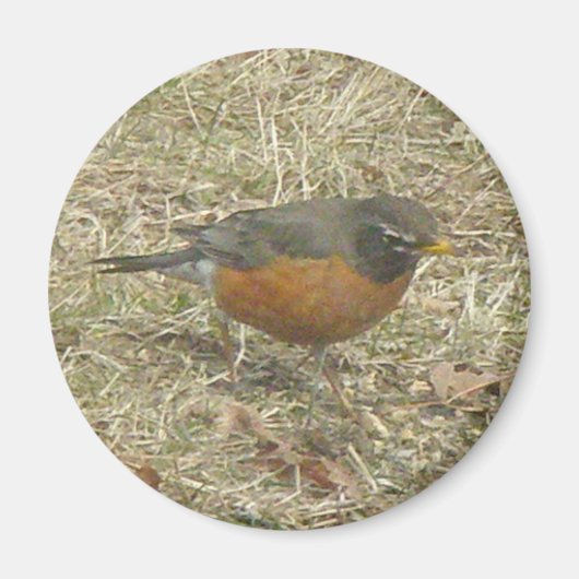 Robin Harbinger van Spring Magnet (Voorkant)