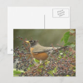 Robin in Berries Briefkaart (Voorkant / Achterkant)
