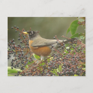 Robin in Berries Briefkaart