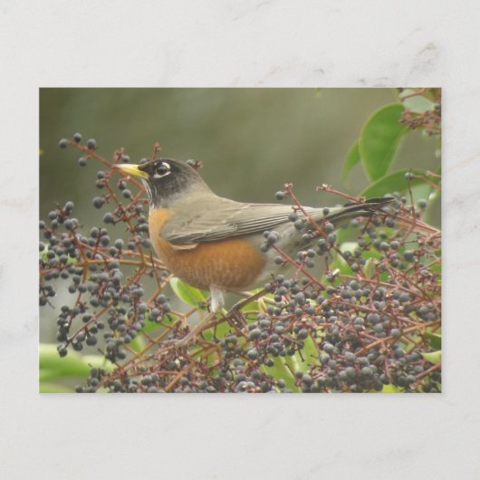 Robin in Berries Briefkaart (Voorkant)