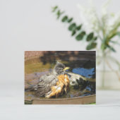 Robin in Bird Bath Briefkaart (Staand voorkant)