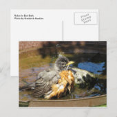 Robin in Bird Bath Briefkaart (Voorkant / Achterkant)