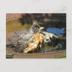 Robin in Bird Bath Briefkaart