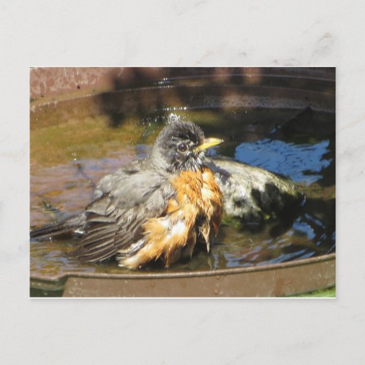 Robin in Bird Bath Briefkaart (Voorkant)