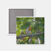 Robin in de bedrading. magneet (Voorkant / Achterkant)